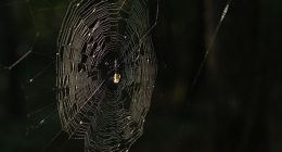 o que é dark web e quais os riscos