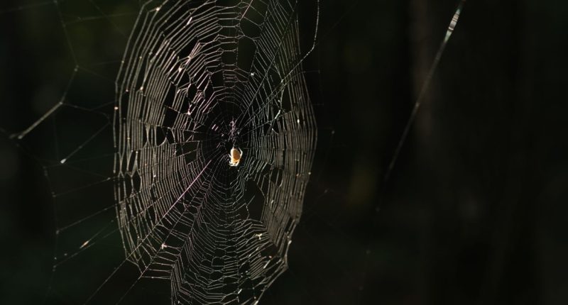 o que é dark web e quais os riscos