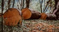o que é desmatamento e situação na Amazônia