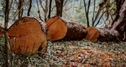o que é desmatamento e situação na Amazônia